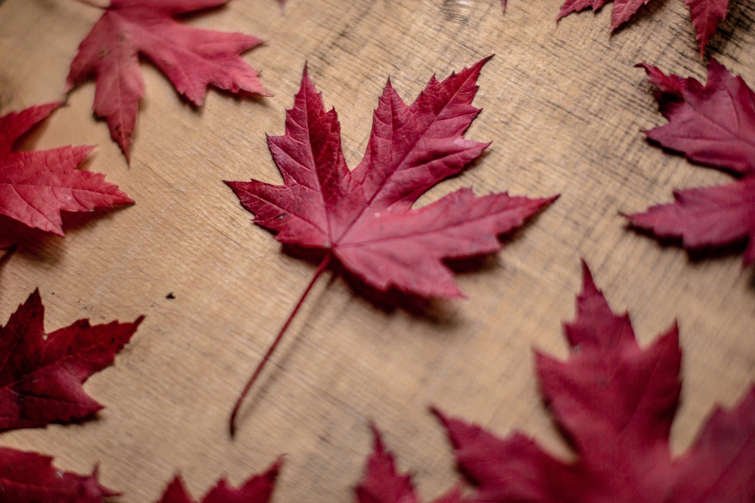 red-leaf-surrounded-by-other-leaves-on-textured-wo-2025-01-09-03-18-53-utc